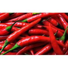 Chiles rojos Picantes